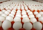 مصرف چه تعداد تخم مرغ در هفته مناسب می باشد