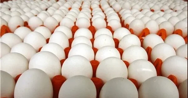 مصرف چه تعداد تخم مرغ در هفته مناسب می باشد
